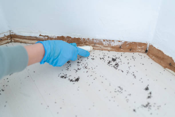 Best Insect Control  in Byram, CT